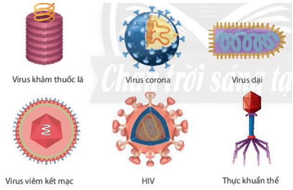Nhận xét về hình dạng của một số virus trong hình 24.1