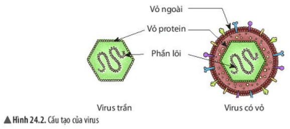 Quan sát hình 24.2, nêu cấu tạo của virus. Cấu tạo của virus có gì khác