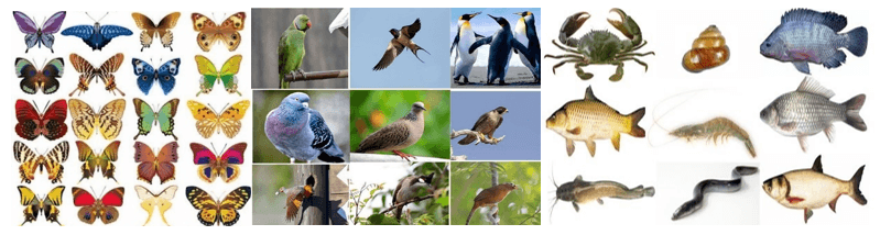 Trưng bày, giới thiệu với bạn mẫu vật và ảnh chụp các loài động vật, thực vật quan sát được