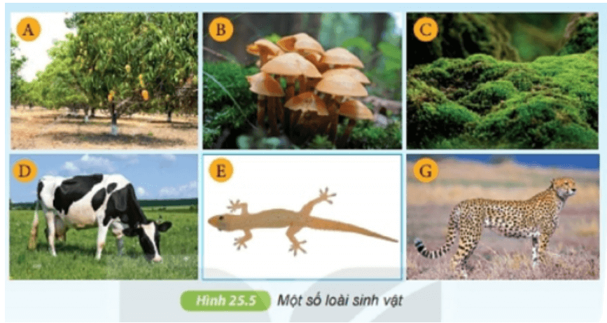 Quan sát hình 25.4 và cho biết sinh vật được chia thành những giới nào