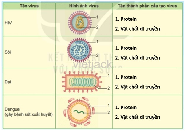 Dựa trên hình dạng và cấu tạo của virus mà em đã học, quan sát các hình trong bảng, nêu tên các thành phần