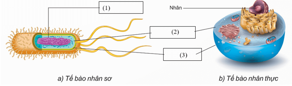 Trắc nghiệm KHTN 6 Kết nối tri thức Bài 19 (có đáp án): Cấu tạo và chức năng các thành phần của tế bào