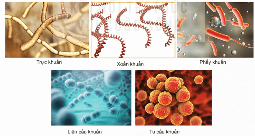 Trắc nghiệm KHTN 6 Kết nối tri thức Bài 27 (có đáp án): Vi khuẩn