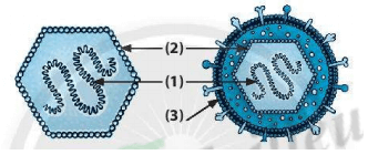 Bài tập trắc nghiệm Virus có đáp án - Khoa học tự nhiên lớp 6 Kết nối tri thức