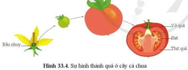 Quan sát hình 33.4 và trình bày sự hình thành quả cà chua