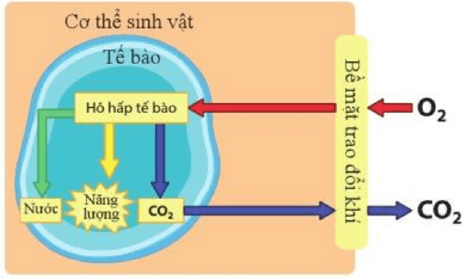 Lý thuyết KHTN 7 Cánh diều Bài 23: Trao đổi khí ở sinh vật