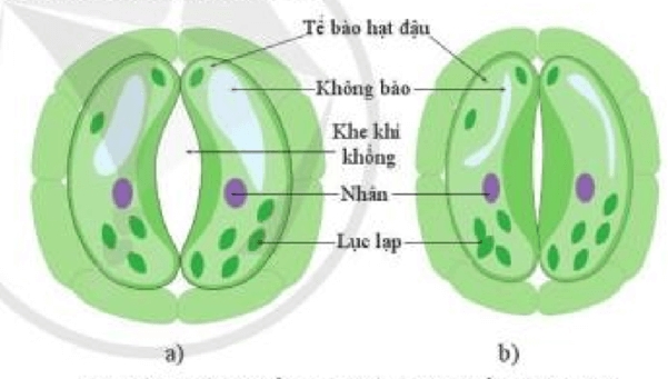 Lý thuyết KHTN 7 Cánh diều Bài 23: Trao đổi khí ở sinh vật