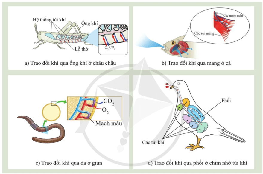 Lý thuyết KHTN 7 Cánh diều Bài 23: Trao đổi khí ở sinh vật