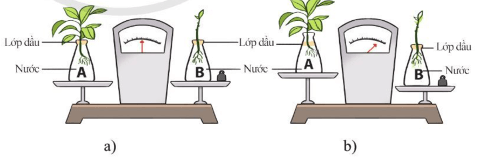 Lý thuyết KHTN 7 Cánh diều Bài 25: Trao đổi nước và các chất dinh dưỡng ở thực vật