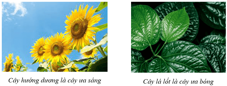 Lý thuyết KHTN 7 Cánh diều Bài 27: Khái quát về cảm ứng và cảm ứng ở thực vật