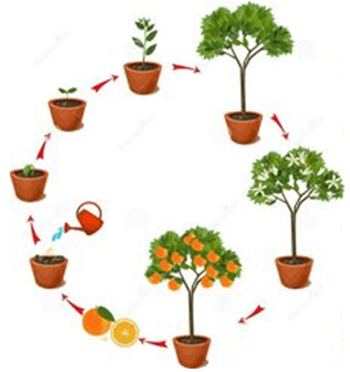 Lý thuyết KHTN 7 Cánh diều Bài 30: Sinh trưởng và phát triển ở thực vật