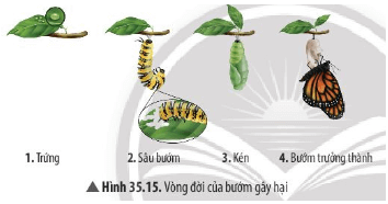 Trong Hình 35.15, giai đoạn nào trong vòng đời của bướm có khả năng phá hoại mùa màng?