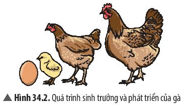 Quan sát Hình 34.2 và cho biết dấu hiệu sự sinh trưởng, sự phát triển của gà