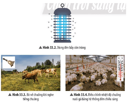 Quan sát Hình 33.2, 33.3, 33.4, hãy nêu một số ví dụ ứng dụng tập tính ở động vật trong chăn nuôi
