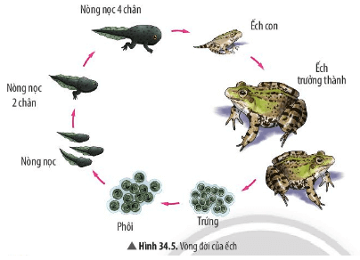Quan sát Hình 34.5 và cho biết hình thái của ếch qua các giai đoạn có điểm gì đặc biệt
