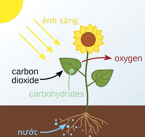 Lý thuyết KHTN 7 Chân trời sáng Bài 23: Quang hợp ở thực vật | Khoa học tự nhiên 7