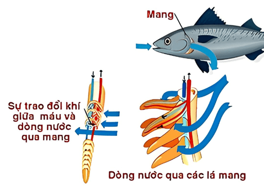 Lý thuyết KHTN 7 Chân trời sáng Bài 27: Trao đổi khí ở sinh vật | Khoa học tự nhiên 7