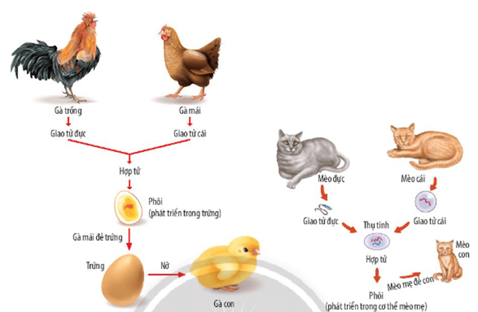 Lý thuyết KHTN 7 Chân trời sáng Bài 37: Sinh sản ở sinh vật | Khoa học tự nhiên 7