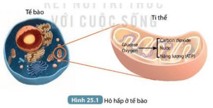 Mô tả quá trình hô hấp diễn ra ở tế bào (ảnh 1)
