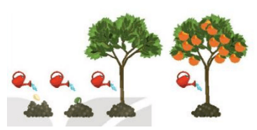 Quan sát một cây trưởng thành to lớn được phát triển từ một hạt nhỏ xíu ban đầu (ảnh 1)