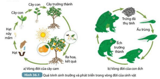 Trình bày các giai đoạn sinh trưởng và phát triển của cây cam và con ếch (ảnh 2)