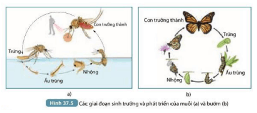 Nhận xét về hình thái của muỗi và bướm ở các giai đoạn khác nhau trong vòng đời (ảnh 8)