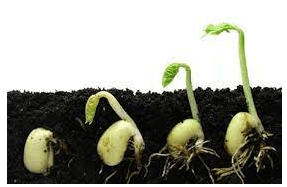 Mô tả hạt nảy mầm và sinh trưởng của cây trong thời gian quan sát (ảnh 1)