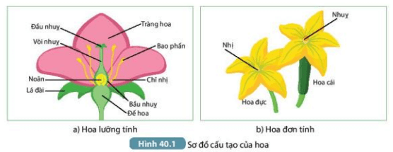 Quan sát Hình 40.1a, mô tả cấu tạo của hoa lưỡng tính. Hoa lưỡng tính có đặc điểm gì (ảnh 3)