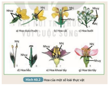 Phân loại hoa đơn tính và hoa lưỡng tính trong Hình 40.2 (ảnh 4)