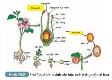 Mô tả các giai đoạn trong sinh sản hữu tính ở thực vật. Phân biệt quá trình thụ phấn (ảnh 5)