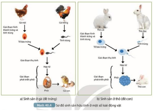 Quan sát Hình 40.4a, mô tả khái quát các giai đoạn sinh sản hữu tính ở gà và thỏ (ảnh 7)