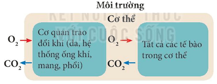 Lý thuyết KHTN 7 Kết nối tri thức Bài 28: Trao đổi khí ở sinh vật