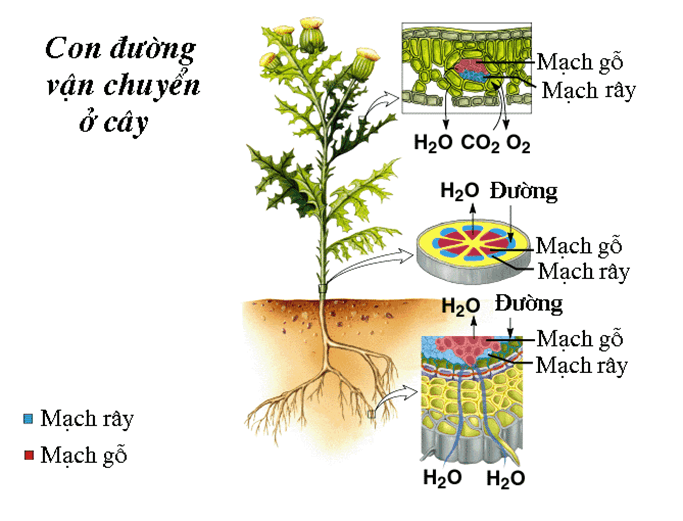 Lý thuyết KHTN 7 Kết nối tri thức Bài 30: Trao đổi nước và chất dinh dưỡng ở thực vật