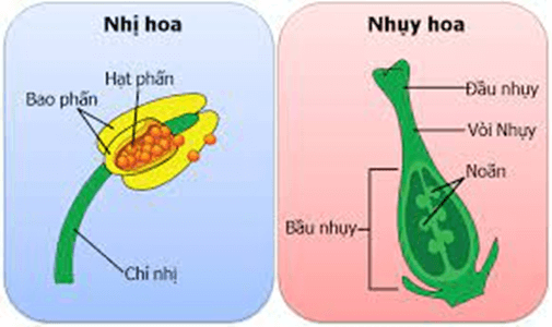Lý thuyết KHTN 7 Kết nối tri thức Bài 40: Sinh sản hữu tính ở sinh vật