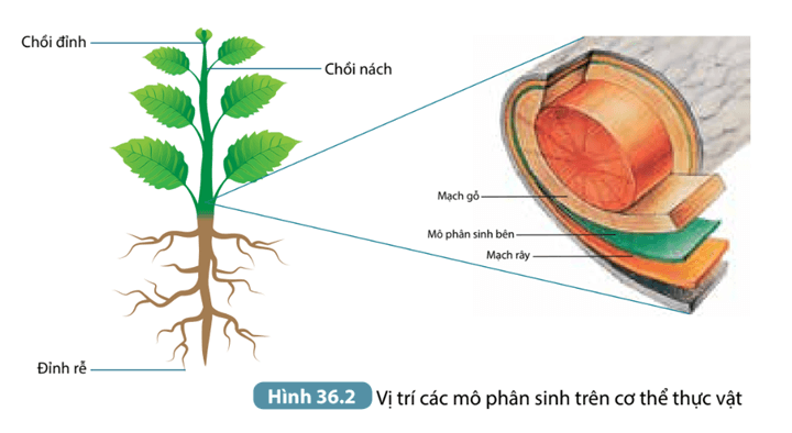 Trắc nghiệm KHTN 7 Kết nối tri thức Bài 36 (có đáp án): Khái quát về sinh trưởng và phát triển ở sinh vật | Khoa học tự nhiên 7