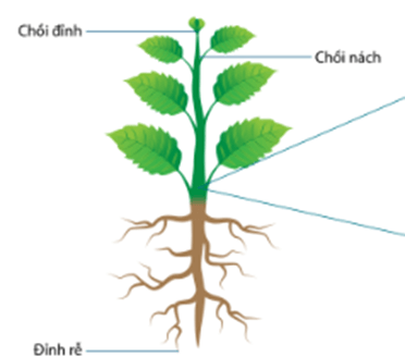 Trắc nghiệm KHTN 7 Kết nối tri thức Bài 36 (có đáp án): Khái quát về sinh trưởng và phát triển ở sinh vật | Khoa học tự nhiên 7