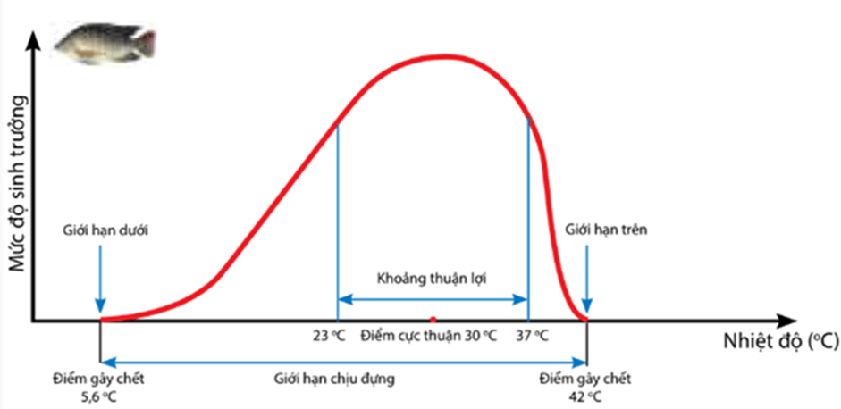 Trắc nghiệm KHTN 7 Kết nối tri thức Bài 37 (có đáp án): Ứng dụng sinh trưởng và phát triển ở sinh vật vào thực tiễn | Khoa học tự nhiên 7