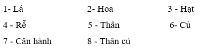 Trắc nghiệm KHTN 7 Kết nối tri thức Bài 39 (có đáp án): Sinh sản vô tính ở sinh vật | Khoa học tự nhiên 7
