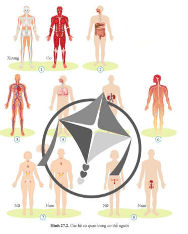 Quan sát hình 27.2 và cho biết tên các hệ cơ quan trong cơ thể người