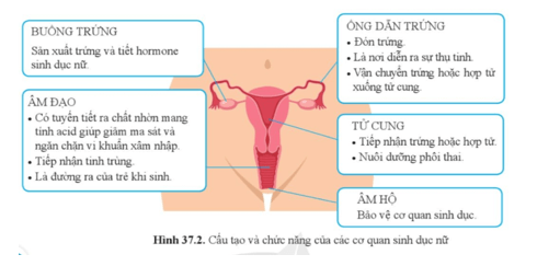 Quan sát hình 37.2 kể tên và trình bày chức năng của các cơ quan trong hệ sinh dục nữ