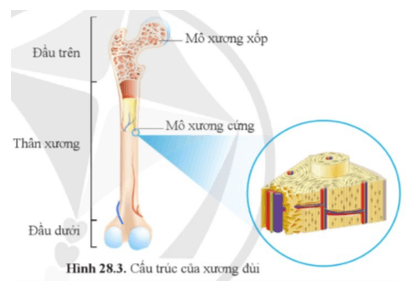Quan sát hình 28.3 cho biết sự phù hợp giữa cấu tạo và chức năng của xương đùi