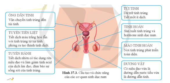 Quan sát hình 37.3 kể tên và trình bày chức năng của các cơ quan trong hệ sinh dục nam