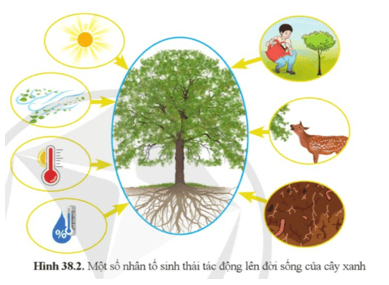 Quan sát hình 38.2 và cho biết Có những nhân tố nào của môi trường tác động đến sự sinh trưởng và phát triển của cây? 