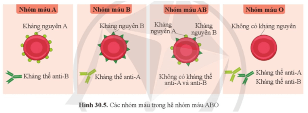 Quan sát hình 30.5 và cho biết tên các loại kháng nguyên kháng thể ở mỗi nhóm máu A B AB và O