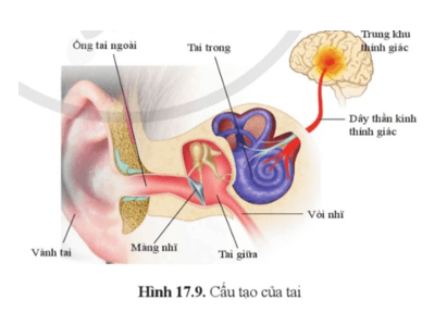 Dựa vào hình 17.9 trang 88 cho biết Cấu tạo của cơ quan thính giác