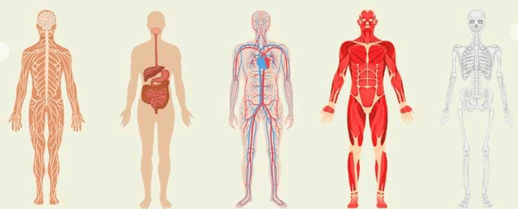 Lý thuyết KHTN 8 Cánh diều Bài 27: Khái quát về cơ thể người