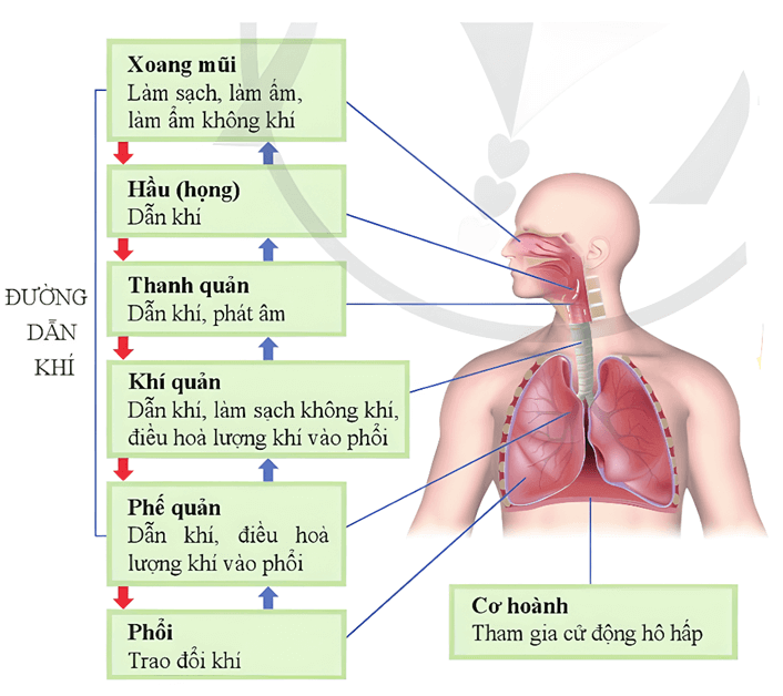 Lý thuyết KHTN 8 Cánh diều Bài 32: Hệ hô hấp ở người