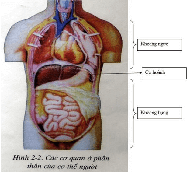 Trắc nghiệm KHTN 8 Cánh diều Bài 27 (có đáp án): Khái quát về cơ thể người | Khoa học tự nhiên 8 