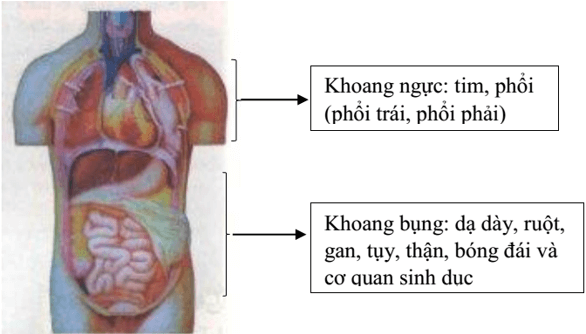 Trắc nghiệm KHTN 8 Cánh diều Bài 27 (có đáp án): Khái quát về cơ thể người | Khoa học tự nhiên 8 (ảnh 3)