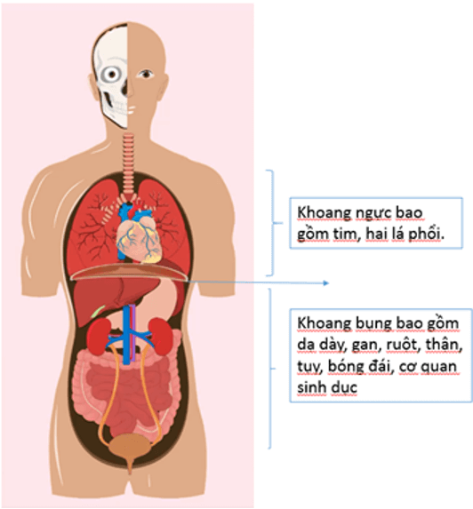 Trắc nghiệm KHTN 8 Cánh diều Bài 27 (có đáp án): Khái quát về cơ thể người | Khoa học tự nhiên 8 (ảnh 4)